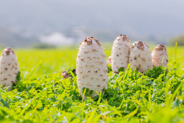 Closeup of shaggy mane mushrooms in a field covered in the grass in Cape Town, South Africa