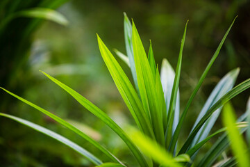 Close up of Pandan plant