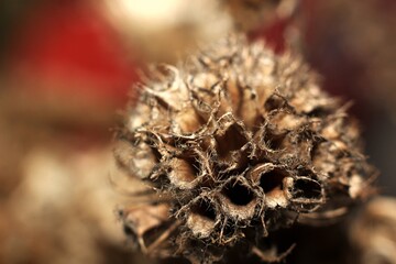 small dried flowers close up on a brown background