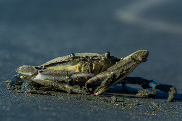 crab on the beach