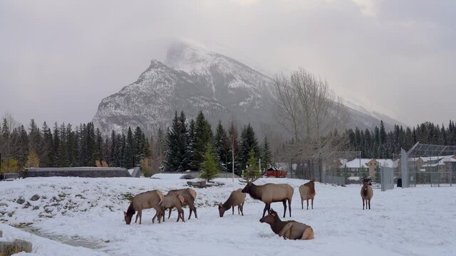 Wild elk stag chasing a doe during the rut in Banff Skateboard Park Recreation Grounds in snowy winter. Mount Rundle in the background. Banff National Park, Canadian Rockies.