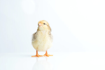 Sleepy bantam, on a white background.