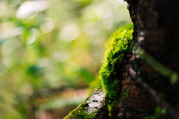 moss on tree