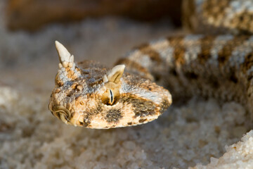 Baby Desert Horned Viper Snake in sand