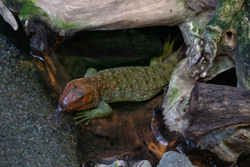 Reptil1