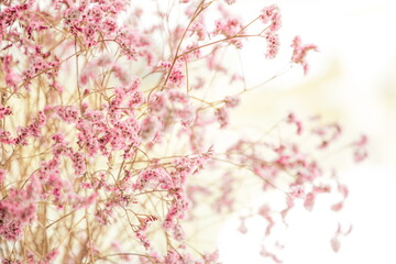 Obraz na płótnie Canvas pink blooming flower popular plant in japanese.