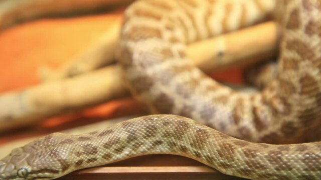 Stimson's python snake. Antaresia stimsoni species, is an Australian non-venomous snake. Pythonidae snakes family. Living in all Australia and kept as pets in terrariums.