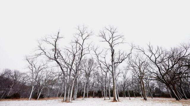 a stand of bare trees rise up on a snowy windy blustery day