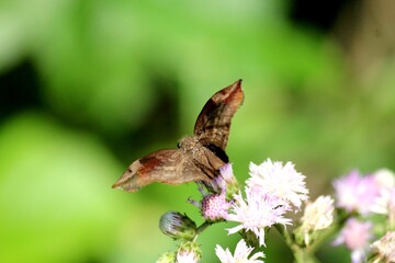 inseto borboleta