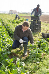 Skilled farm worker cutting fresh green spinach cultivars on field. Harvest time