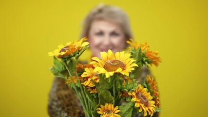 Rack focus goes from smiling senior Caucasian woman to bouquet of sunflowers stretched to camera. Positive happy female retiree posing with flowers on yellow background.
