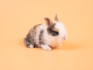 Brown adorable baby rabbit on yellow background. Cute baby rabbit.