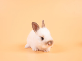 White adorable baby rabbit on yellow background. Cute baby rabbit.