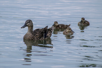 duck and ducklings