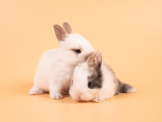 Two adorable white rabbits sitting on a yellow background. Two lovely rabbit sitting together