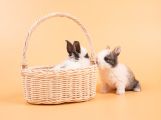 Cute rabbit in wicker basket isolated on yellow background.