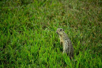 squirrel in the grass