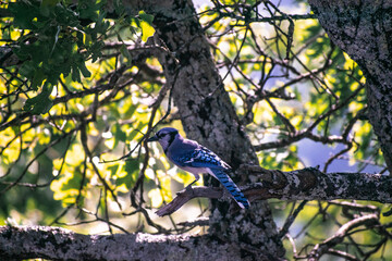 bird on a branch