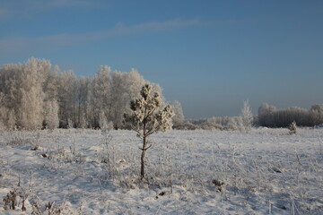 Obraz na płótnie Canvas winter in Siberia nature forest in the snow trees