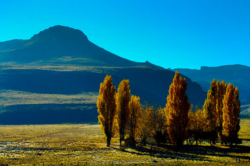Poplar Trees - Patagonia - Argentina