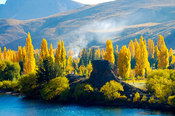 Poplar Trees - Patagonia - Argentina