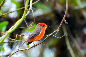 Vermilion Flycatcher - Galapagos - Ecuador
