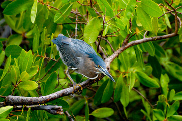 Lava Heron - Galapagos - Ecuador