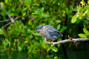 Lava Heron - Galapagos - Ecuador