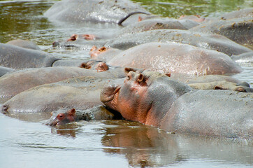 Hippopotamus Group - Serengeti - Tanzania