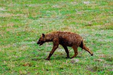 Spotted Hyena in the Wild- Tanzania