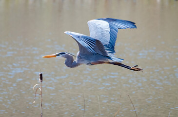 great blue heron ardea cinerea