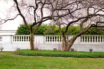 Closeup of the withered trees in the park