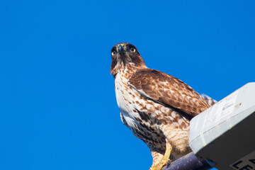 A Red Tailed Hawk Perched on a Lamp