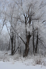 Fototapeta premium winter in Siberia nature forest in the snow trees