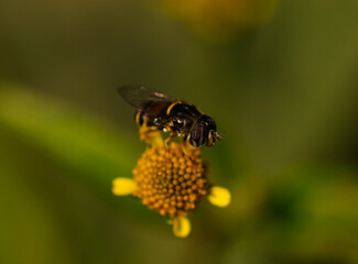 Bee on work.