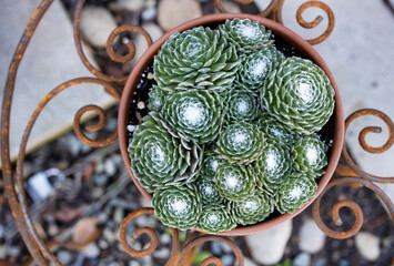 potted succulents
