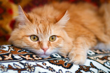 Portrait of a red Siberian cat. © tramp51