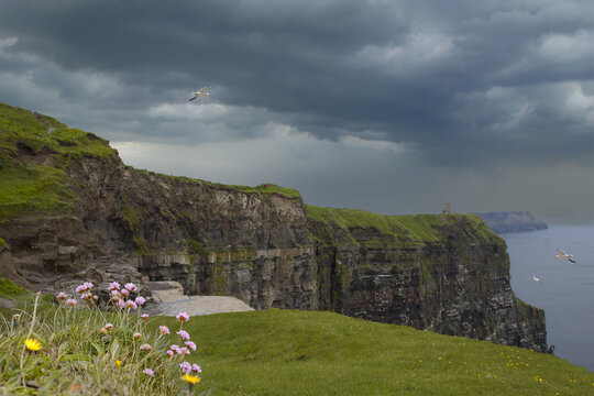 Landscape of seagulls flying in Irish cliff under stormy clouds