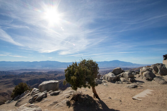 Joshua Tree in a hot sunny winter, and windy.