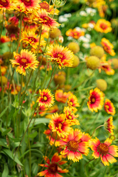 Orange Flowers In The Garden