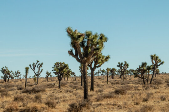 Joshua Tree in a hot sunny winter, and windy.