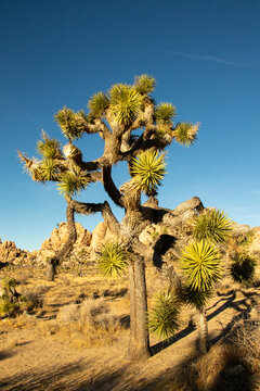 Joshua Tree in a hot sunny winter, and windy.