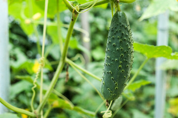 growing cucumbers in the garden. The growth and blooming of greenhouse cucumbers. Organic greenhouse full of cucumber plants