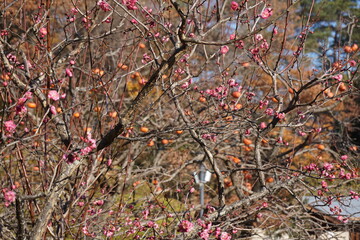 季節外れの梅の花と柿