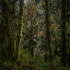 Obraz premium Alien looking vegetation surrounds you in Olympic National Park Washington State USA