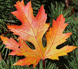 Ahornblatt im Herbst