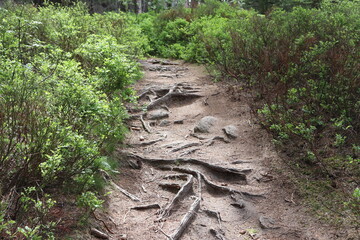 Wurzeln Weg Wandern Fichtelgebirge