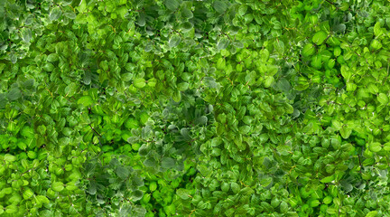 Fresh fragrant mint leaves background, for decoration, for design, for template, for wallpaper