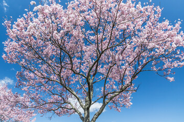 春の陽気に誘われて桜を見歩く。