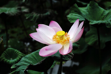 close up of pink water lily on a fish pond
